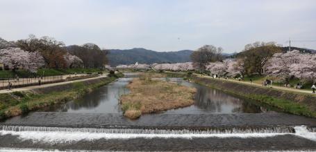Kamo-gawa (Kyoto), vue sur le lit de la rivière bordée par les cerisiers en fleurs au printemps