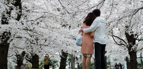 Parc d'Omiya (Saitama), couple sous les cerisiers en fleurs au printemps