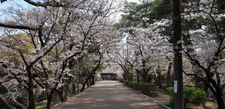 Parc Shukugawa (Hyogo), allée de promenade sous les cerisiers en fleurs