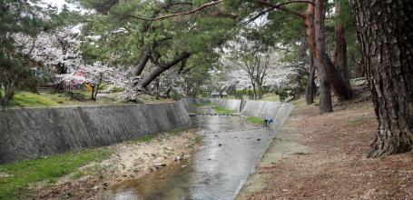 Parc Shukugawa (Hyogo), vue sur la rivière bordée par les pins