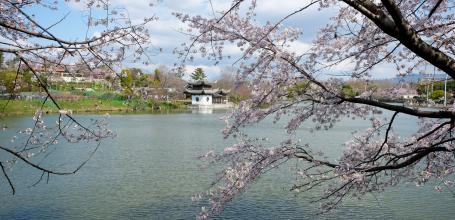 Parc Tsurumi Ryokuchi, étang Oike et cerisiers en fleurs