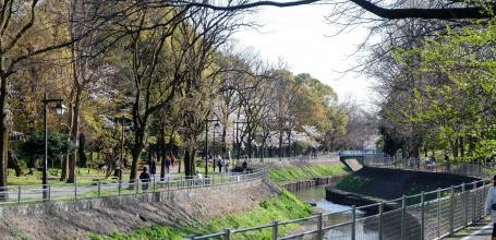 Zenpukuji-gawa (Tokyo), rivière bordée de cerisiers en fleurs au printemps