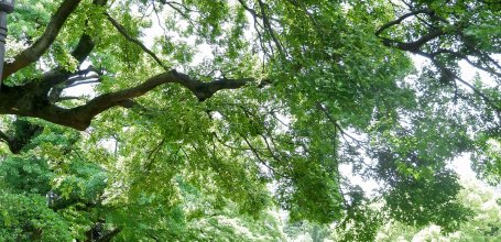Hibiya (Tokyo), parc public du quartier 2