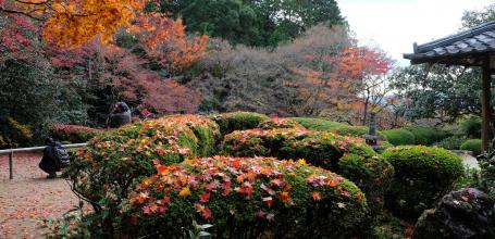 Shisen-do (Kyoto), vue sur les massifs d'azalées en automne
