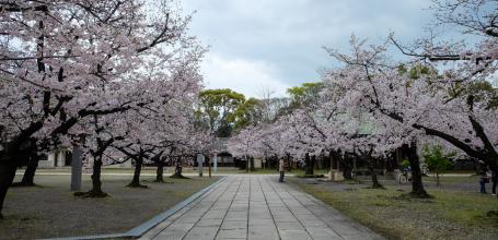 VOsaka Gokoku-jinja, allée du sanctuaire et floraison des Sakura 2