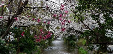 Kiyamachi-dori (Kyoto), vue sur les cerisiers et magnolias en fleurs