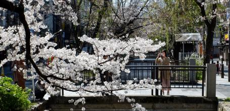 Kiyamachi-dori (Kyoto), cerisiers en fleurs le long du canal Takase 4