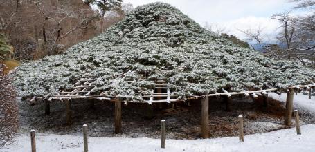 Nihonmatsu (Fukushima), pin rouge Kasamatsu recouvert de neige