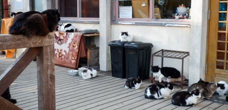 Tashirojima (Ishinomaki), chats à l'entrée du café-boutique Shima no Eki 