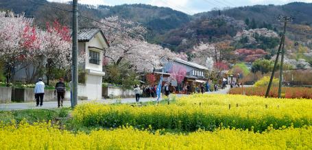 Parc Hanamiyama (Fukushima), champs de colza et cerisiers en fleurs