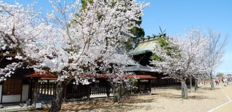 Château de Koriyama (Nara), mausolée shinto Soryo-sha et floraison des cerisiers du parc