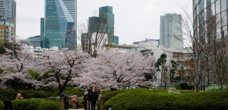 Roppongi Hills (Tokyo), cerisier en fleurs autour du complexe au début du printemps