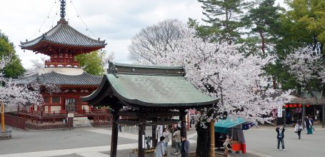 Kita-in (Kawagoe), enceinte du temple lors de la floraison des sakura
