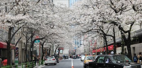 Yaesu (Tokyo), avenue Sakura-dori sous les cerisiers en fleurs au printemps