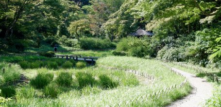 Meiji Jingu Gyoen (Tokyo), vue sur le champ d'iris en été et le pavillon Gazebo