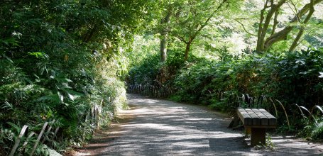 Meiji Jingu Gyoen (Tokyo), allée du jardin en été 2