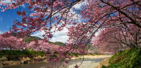 Kawazu-zakura Matsuri (Izu), vue sur la rivière bordée de cerisiers en pleine floraison en février