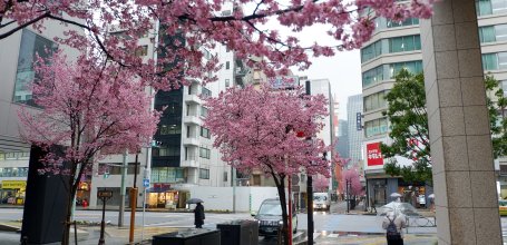 Ajisai-dori (Nihonbashi, Tokyo), sous les cerisiers Okame-zakura en fleurs