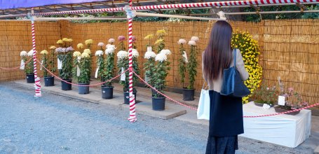 Meiji-jingu (Tokyo), exposition de chrysanthèmes pour Kiku Matsuri