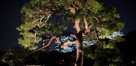 Hamarikyu Tsukimi Sanpo (Tokyo), pin du Japon mis en lumière la nuit