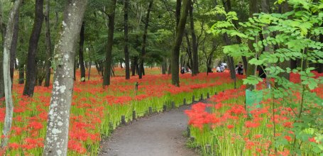 Kinchakuda Manjushage (Saitama), allée du parc pendant la floraison des Higanbana fin septembre 2