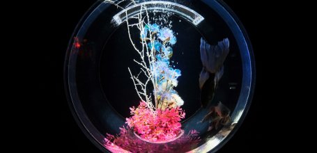 Art Aquarium Museum GINZA (Tokyo), espace d'exposition Goldfish collection