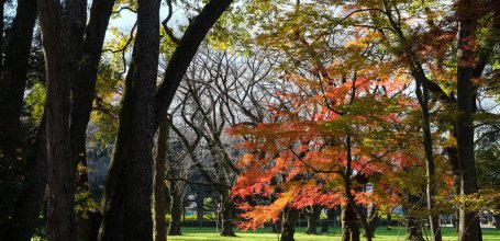 Musée d'architecture en plein air d'Edo-Tokyo, érables rouges du parc Koganei à l'automne