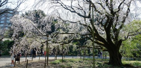 Rikugi-en (Tokyo), cerisier pleureur en fleurs près de la porte Naitei-daimon du jardin 2