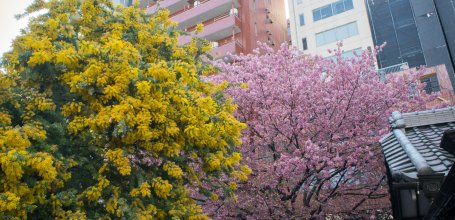 Kuramae-jinja (Tokyo), mimosa et cerisier précoce en fleurs début mars