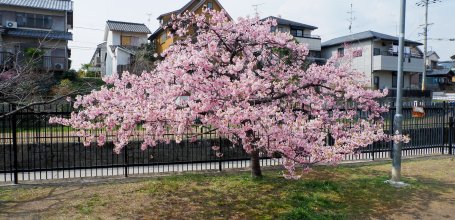 Yodo Suiro Waterway (Kyoto), arbre Kawazu-zakura au pic de floraison