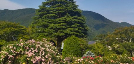 Hakone (Kanagawa), floraison du jardin de roses du parc Gora en juin