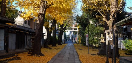 Komagome Tenso-jinja (Tokyo), Allée de ginkgos dorés à l'automne
