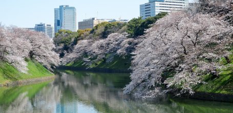 Chidorigafuchi à Tokyo, floraison des sakura au bord des douves au printemps