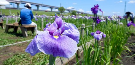 Berges Arakawa Dote (Tokyo), floraison des iris de fin mai à mi-juin