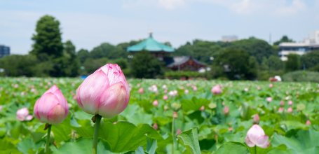 Parc de Ueno (Tokyo), lotus de l'étang Shinobazuno en été