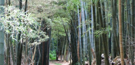 Muko (Kyoto), Forêt de bambous