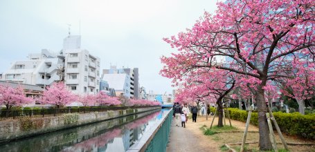 Oyoko-gawa (Tokyo), promenade bordée de cerisiers précoces Kawazu en fleurs