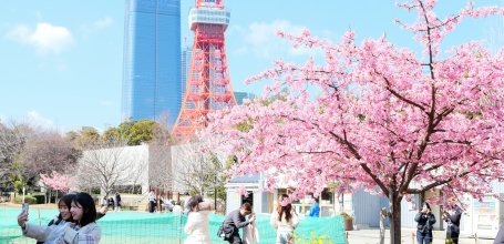 Parc Shiba (Tokyo), cerisier précoce Kawazu en fleurs et spot photo