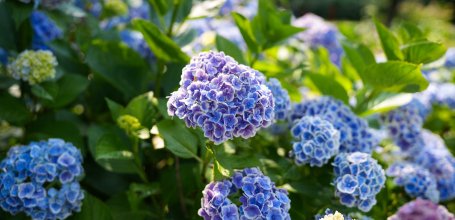 Festival des hortensias de la vallée Akigawa (Tokyo), hortensias bleus au parc Wonderful Nature Village Ajisai 3