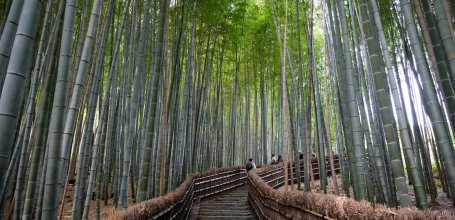 Arashiyama (Kyoto), forêt de bambous du temple Adashino Nenbutsu-ji 2