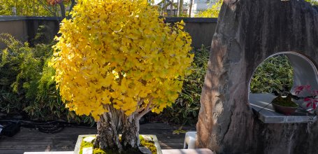Musée d'art du bonsaï d'Omiya (Saitama), Bonsaï de ginkgo biloba exposé dans le jardin de bonsaï en automne