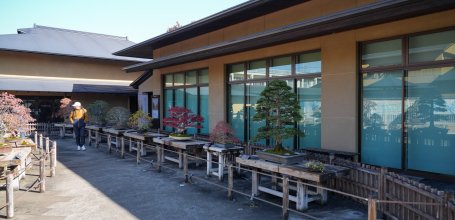 Musée d'art du bonsaï d'Omiya (Saitama), Différents types de bonsaï exposés dans le jardin de bonsaï en automne