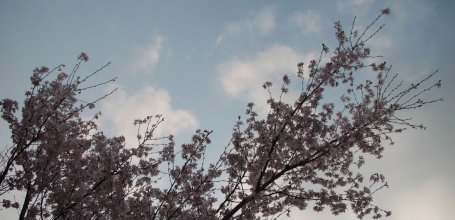 Arashiyama (Kyoto), cerisier en fleurs
