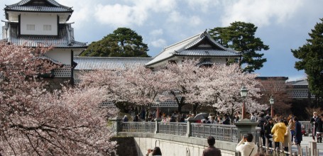 Vue sur le château de Kanazawa et les cerisiers en fleur 4