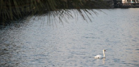 Kokyo Palais Impérial de Tokyo, Cygne flottant sur l'eau de la douve