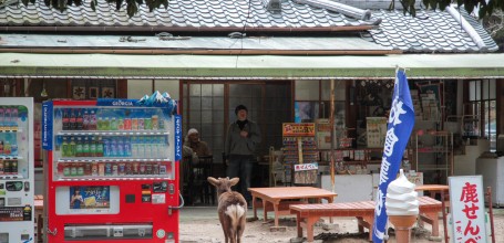 Parc de Nara, cerf shika approchant un vendeur de senbei