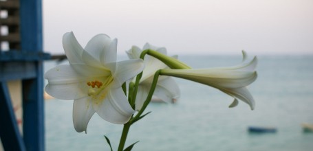Plage de Mibaru à Okinawa, fleur