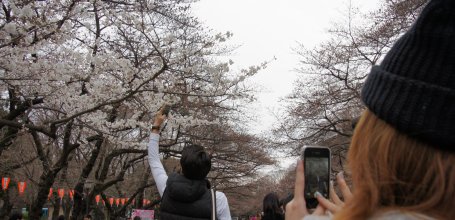 Parc de Ueno, cerisiers en fleurs Somei Yoshino et visiteurs