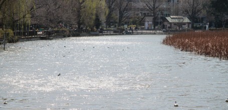 Parc de Ueno, étang de Shinobazu 2