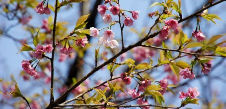 Sanctuaire Yasukuni à Tokyo, Fleurs de cerisiers précoces au début du printemps
